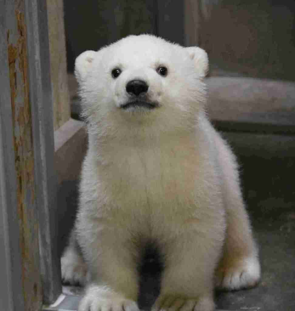 ホッキョクグマが好きな人集まれ🐻‍❄️