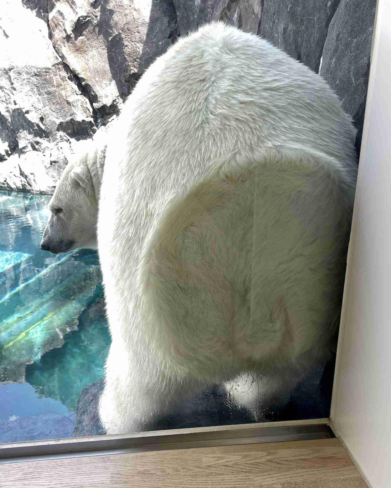 ホッキョクグマが好きな人集まれ🐻‍❄️