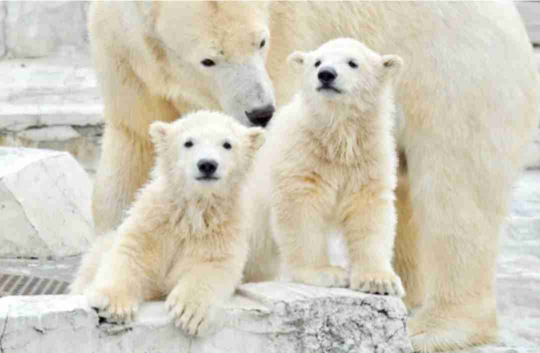 ホッキョクグマが好きな人集まれ🐻‍❄️