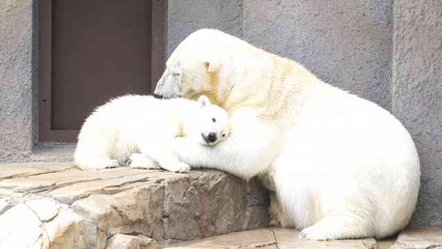 ホッキョクグマが好きな人集まれ🐻‍❄️