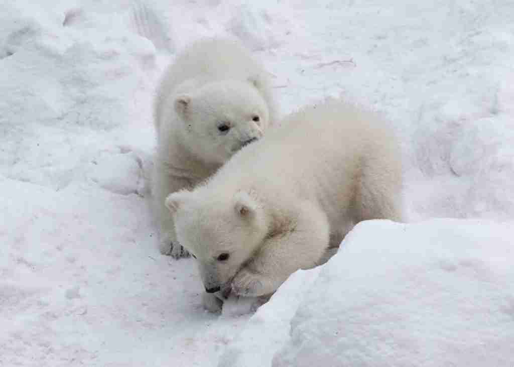 ホッキョクグマが好きな人集まれ🐻‍❄️