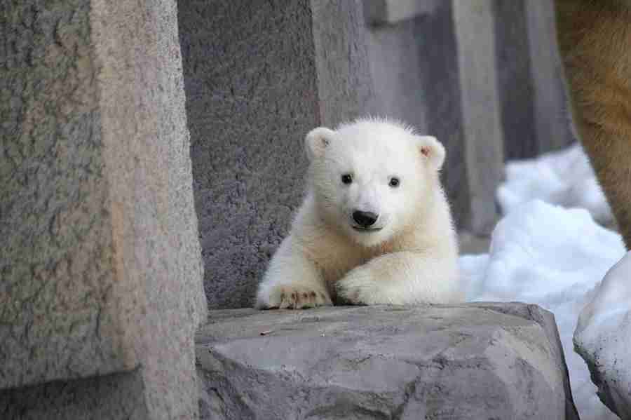 ホッキョクグマが好きな人集まれ🐻‍❄️
