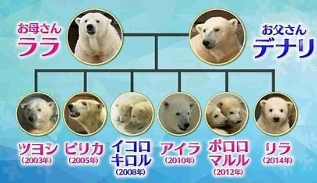 ホッキョクグマが好きな人集まれ🐻‍❄️