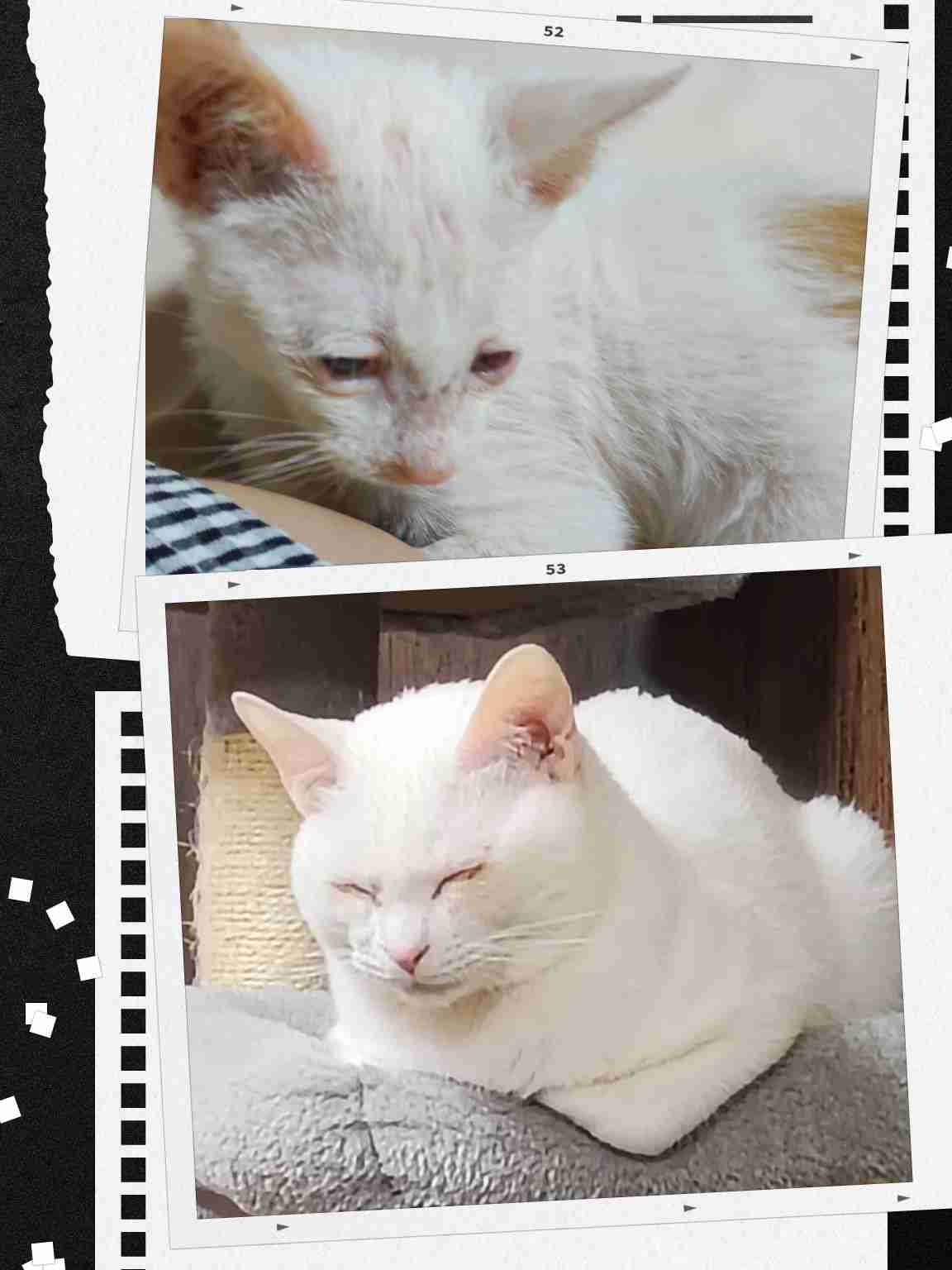 好きすぎて飼えない(ペット)