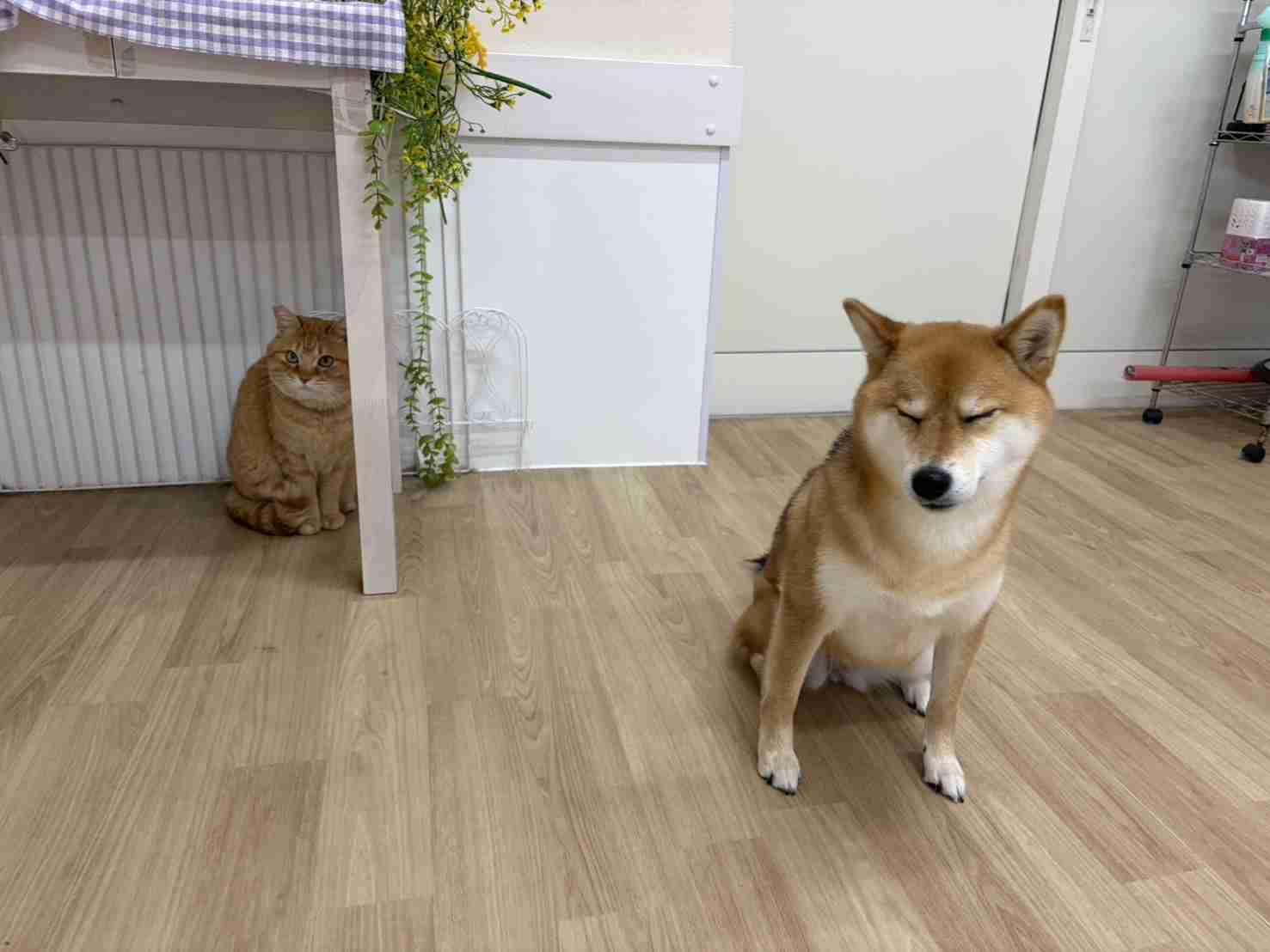 飼ってる猫や犬はどんな子ですか?(細かなエピソード求む)