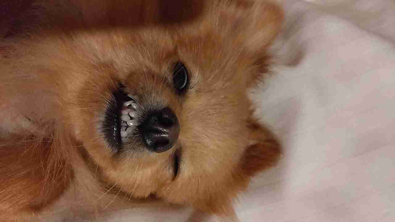 飼ってる猫や犬はどんな子ですか?(細かなエピソード求む)