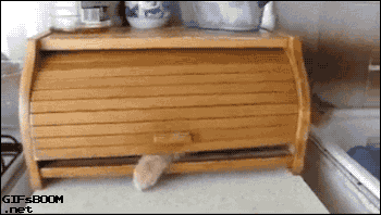 飼ってる猫や犬はどんな子ですか?(細かなエピソード求む)