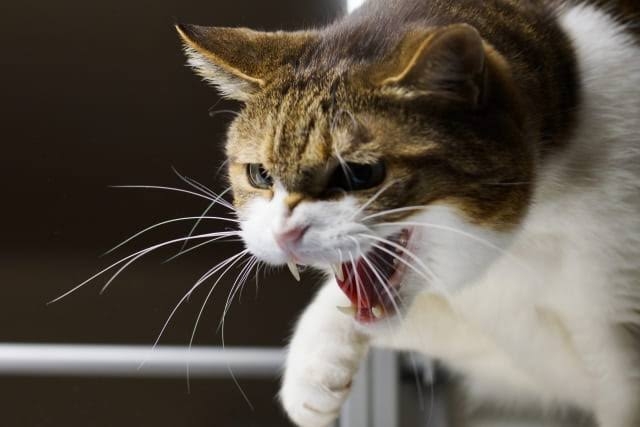 飼ってる猫や犬はどんな子ですか?(細かなエピソード求む)