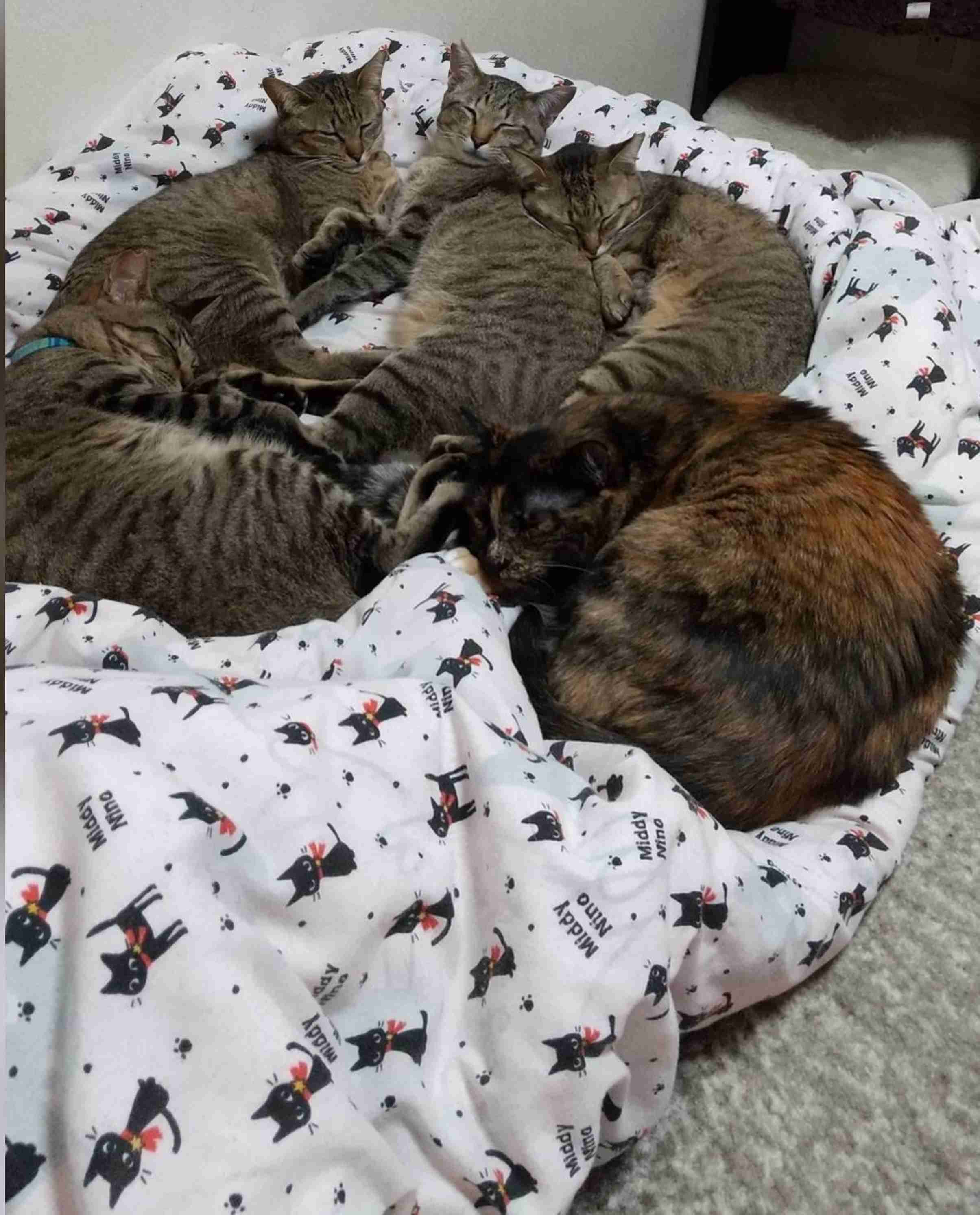 飼ってる猫や犬はどんな子ですか?(細かなエピソード求む)