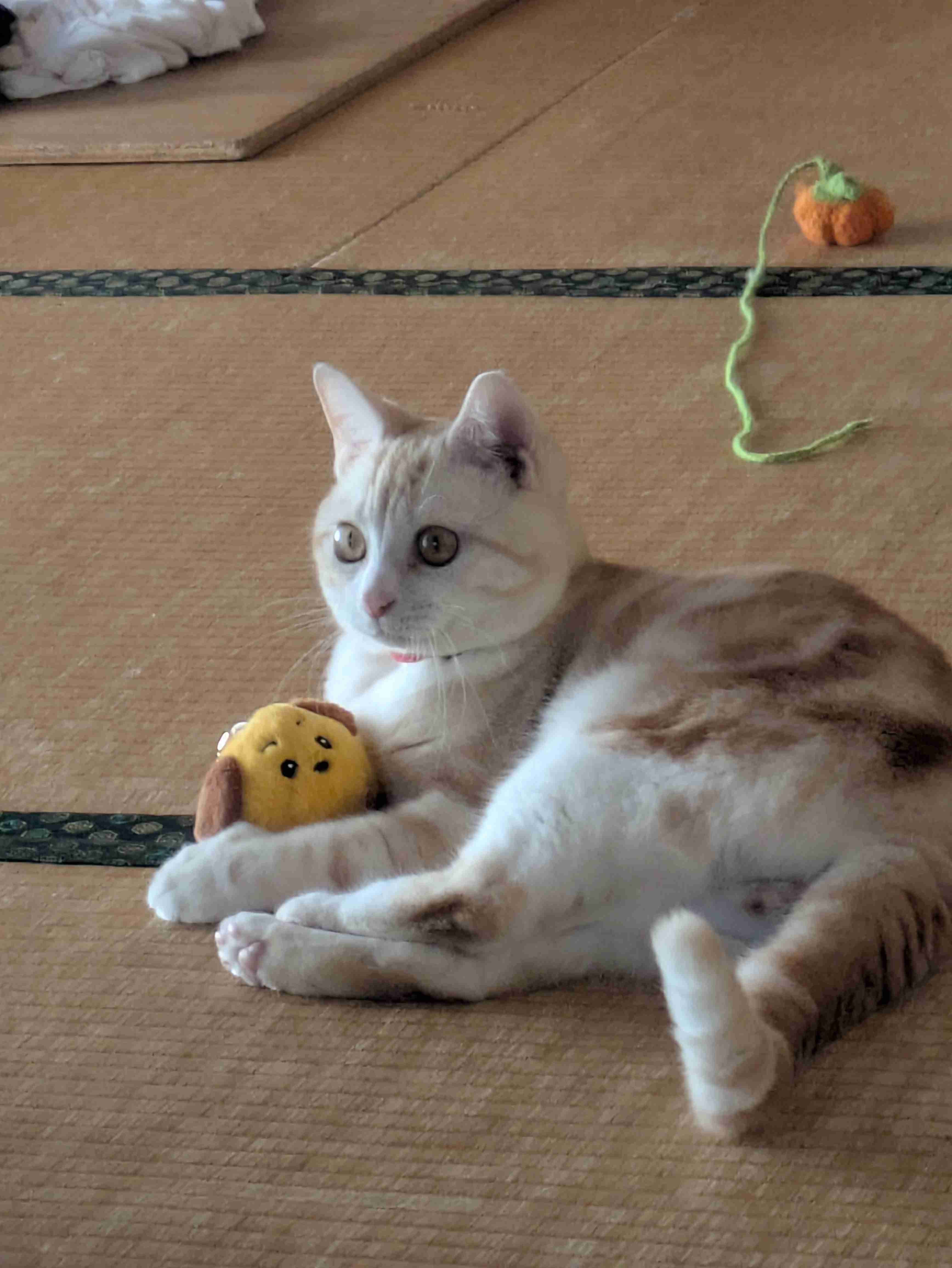 飼ってる猫や犬はどんな子ですか?(細かなエピソード求む)