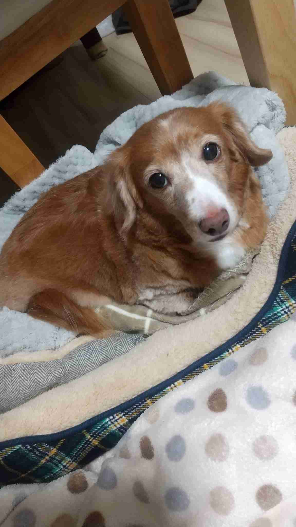 飼ってる猫や犬はどんな子ですか?(細かなエピソード求む)