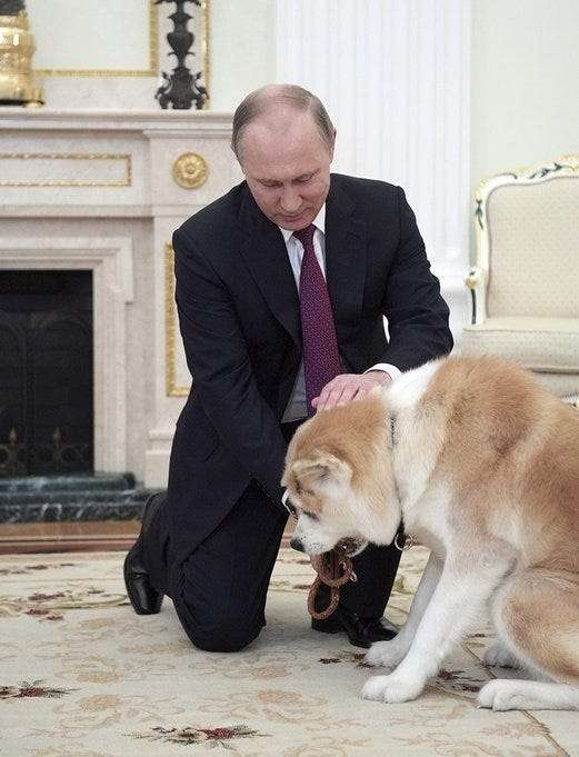 プーチン大統領の秋田犬死ぬ 県が贈呈の「ゆめ」、昨年高齢で
