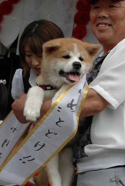 プーチン大統領の秋田犬死ぬ 県が贈呈の「ゆめ」、昨年高齢で
