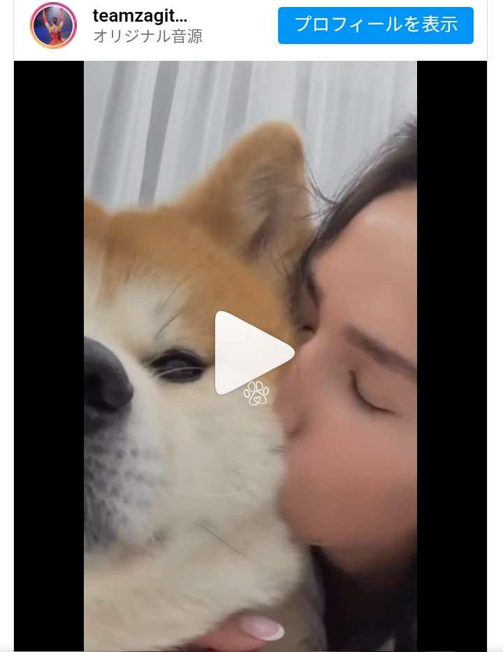 プーチン大統領の秋田犬死ぬ 県が贈呈の「ゆめ」、昨年高齢で