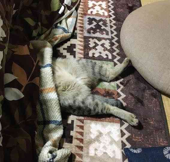 猫の省エネ設計ボディ画像