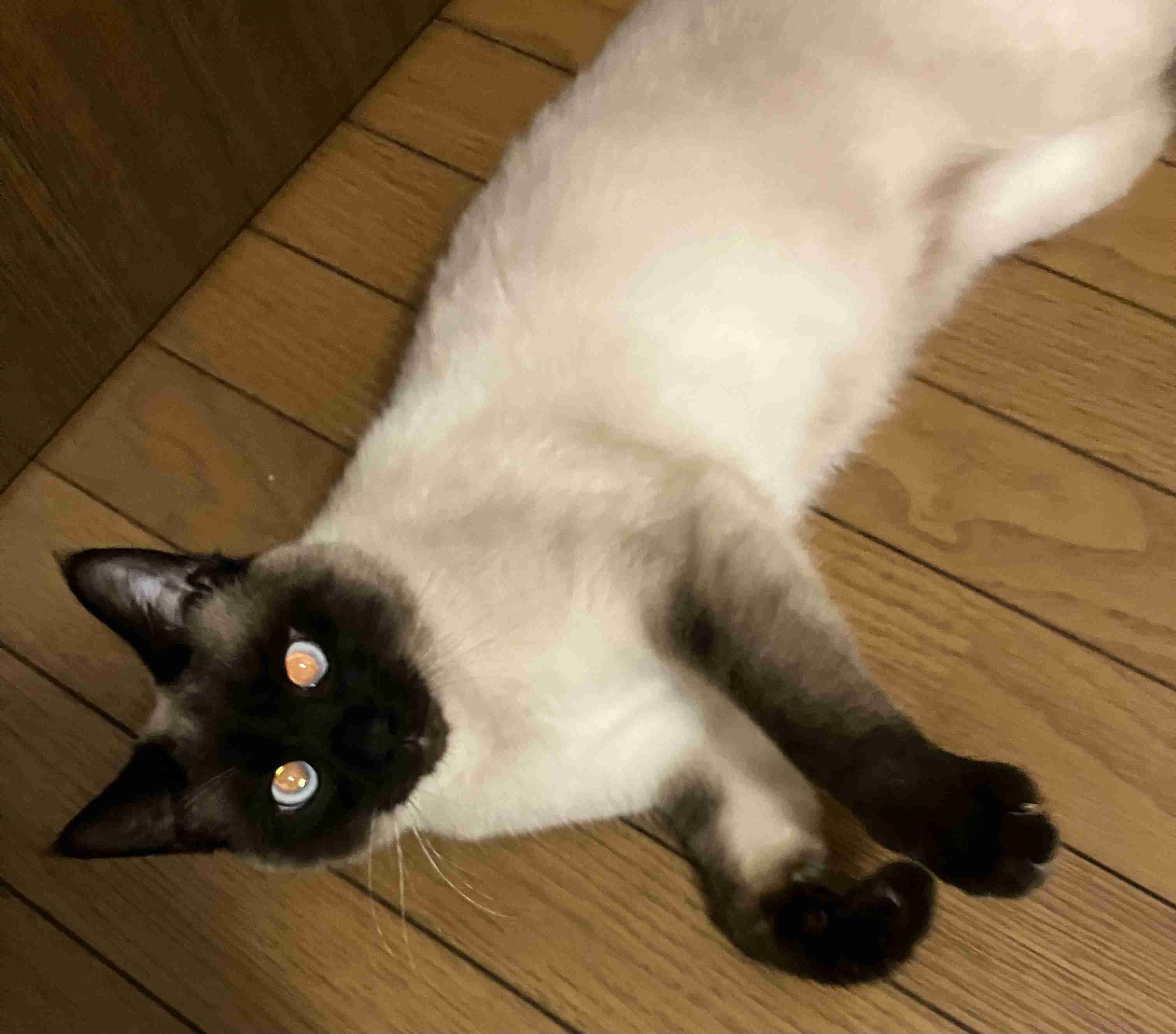 ぶっちゃけ子を持つメリットって殆ど無くないですか？