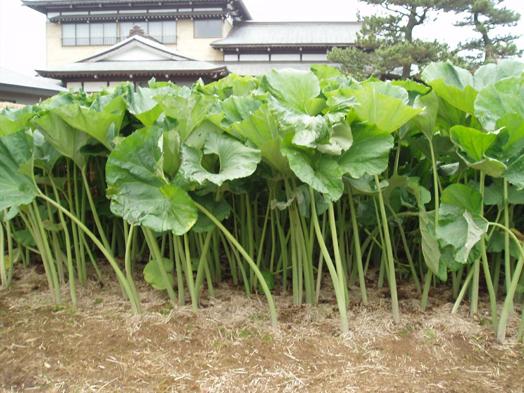 網走監獄で食べた監獄飯にあったバカでかいフキの含め煮が美味しすぎて忘れられない…というかこれは本当にフキだったんでしょうか？→道民「これデカいの？」