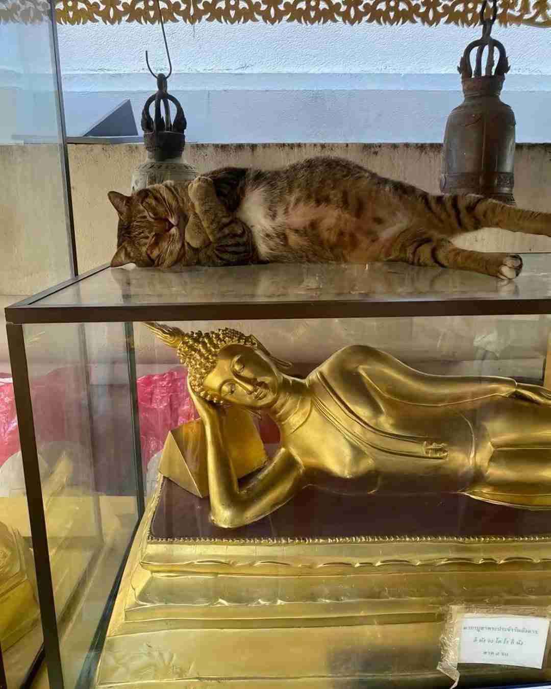 *なぜそこ猫の画像が集まるトピPart8*