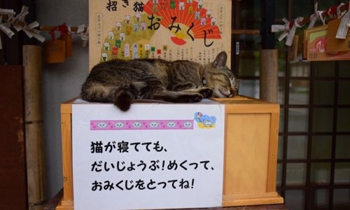 *なぜそこ猫の画像が集まるトピPart8*