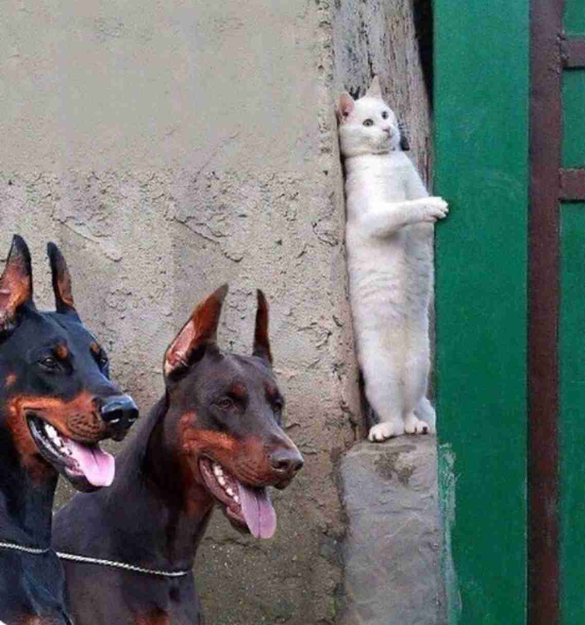 *なぜそこ猫の画像が集まるトピPart8*