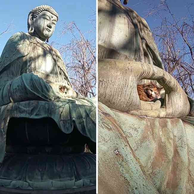 *なぜそこ猫の画像が集まるトピPart8*