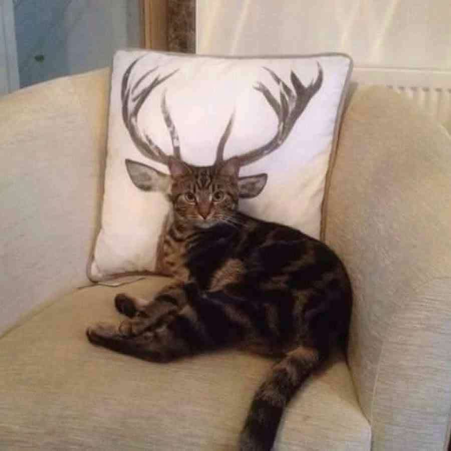 *なぜそこ猫の画像が集まるトピPart8*