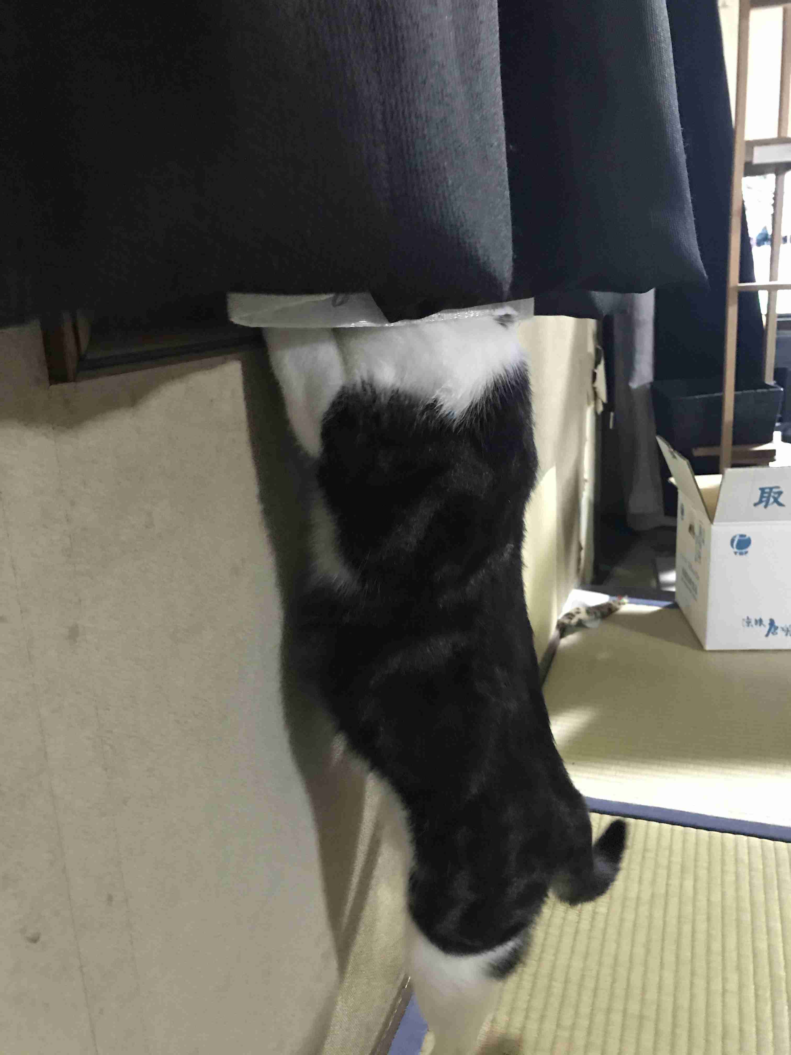 *なぜそこ猫の画像が集まるトピPart8*