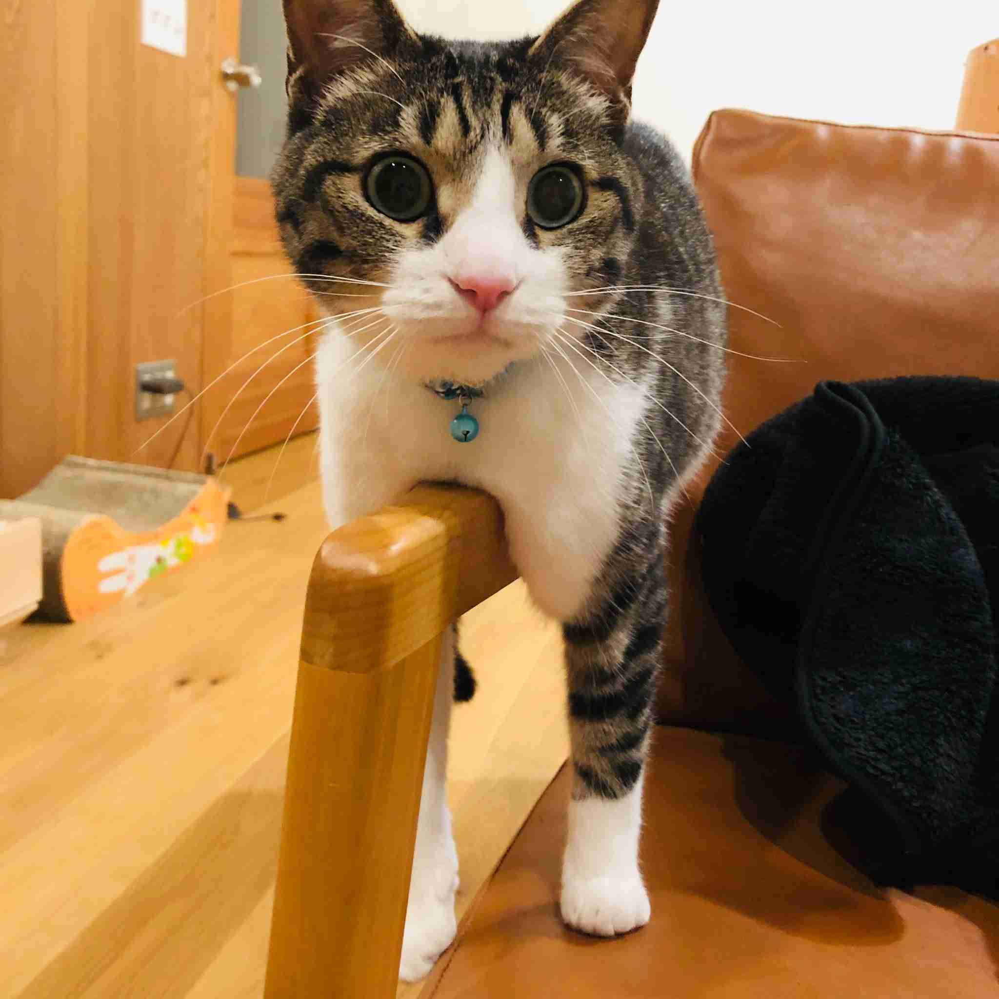 *なぜそこ猫の画像が集まるトピPart8*