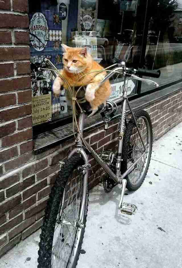 *なぜそこ猫の画像が集まるトピPart8*