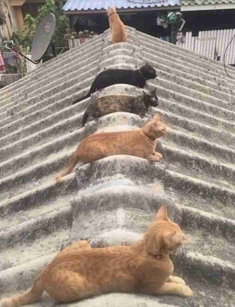 *なぜそこ猫の画像が集まるトピPart8*