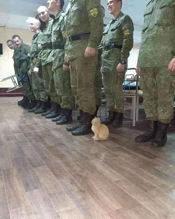 *なぜそこ猫の画像が集まるトピPart8*