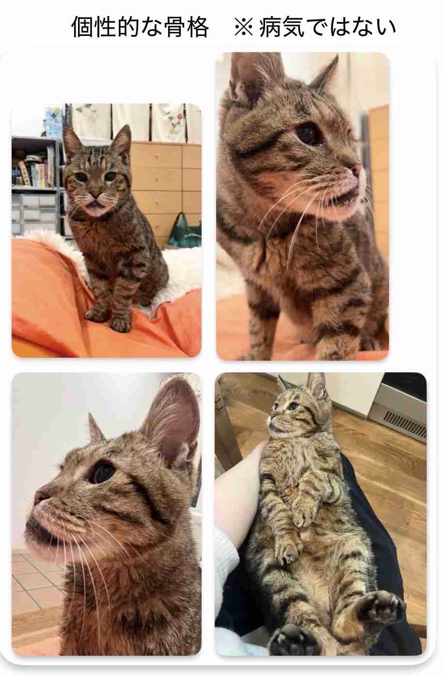 *なぜそこ猫の画像が集まるトピPart8*