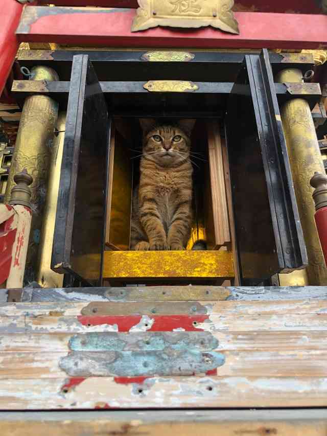 *なぜそこ猫の画像が集まるトピPart8*