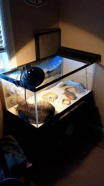 *なぜそこ猫の画像が集まるトピPart8*