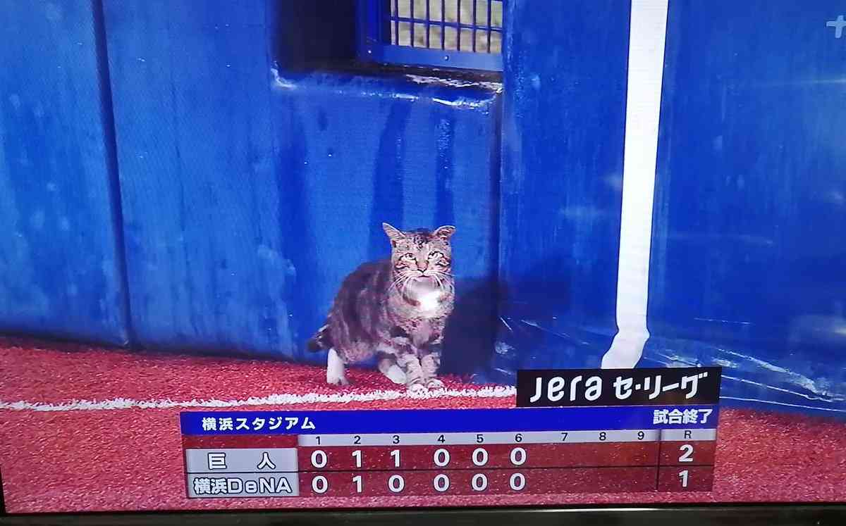 *なぜそこ猫の画像が集まるトピPart8*