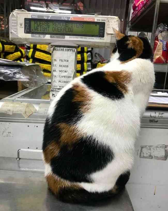 *なぜそこ猫の画像が集まるトピPart8*