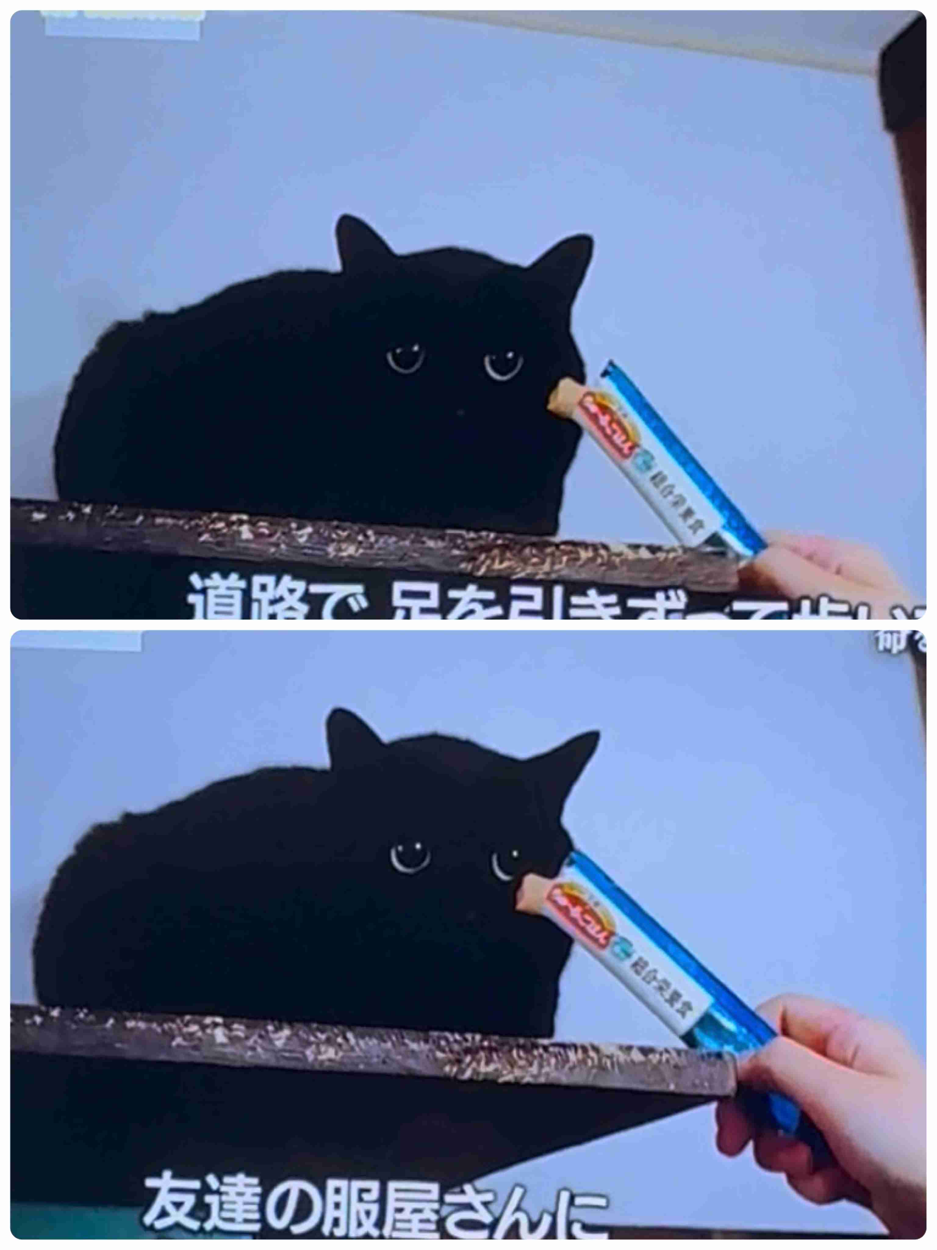 【実況・感想】ザ・ノンフィクション　はぐれ者とはぐれ猫2　前編　〜命を救う革命の行方〜