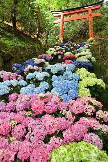 素敵な紫陽花の品種を教えて下さい。