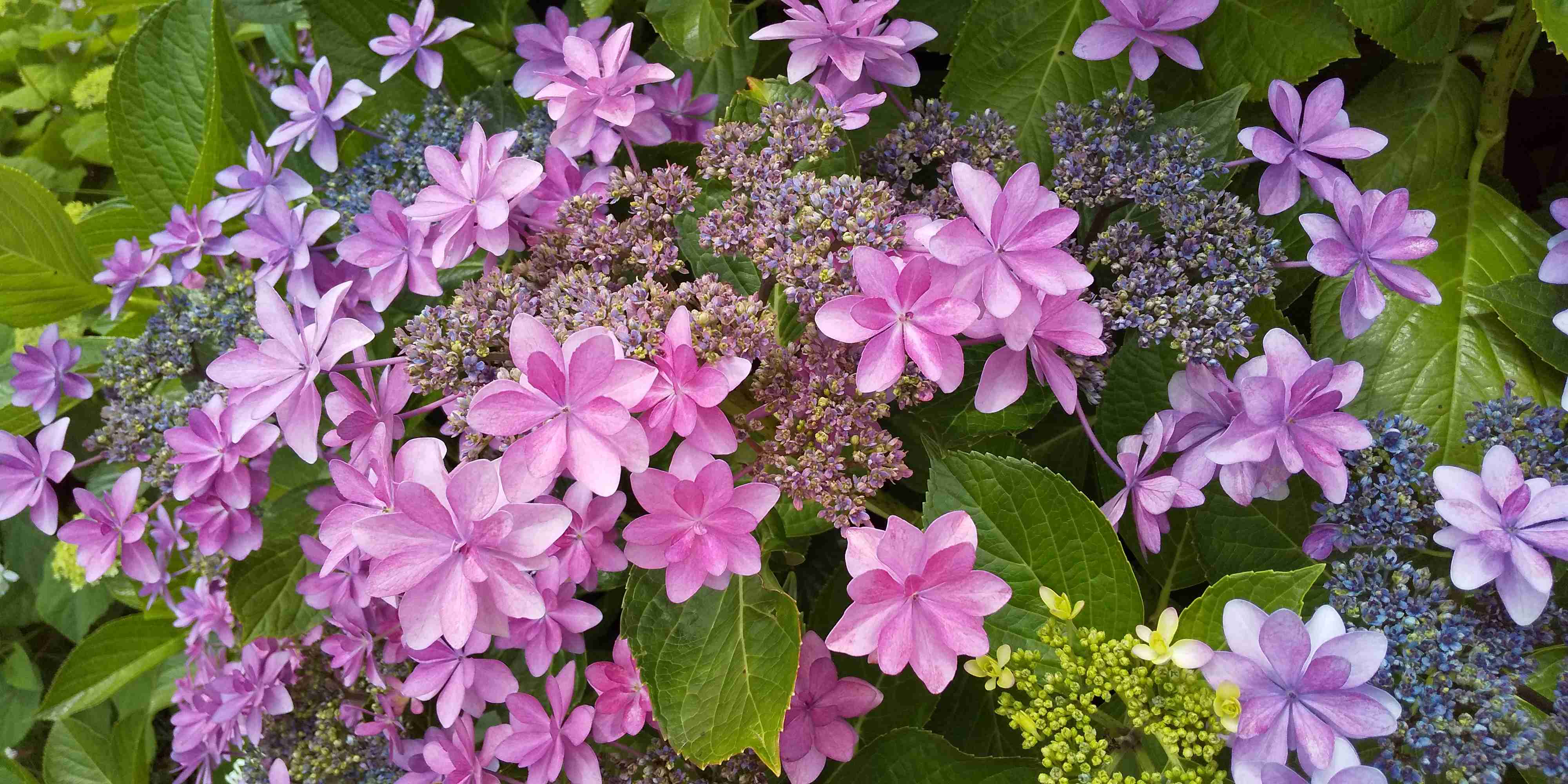 素敵な紫陽花の品種を教えて下さい。