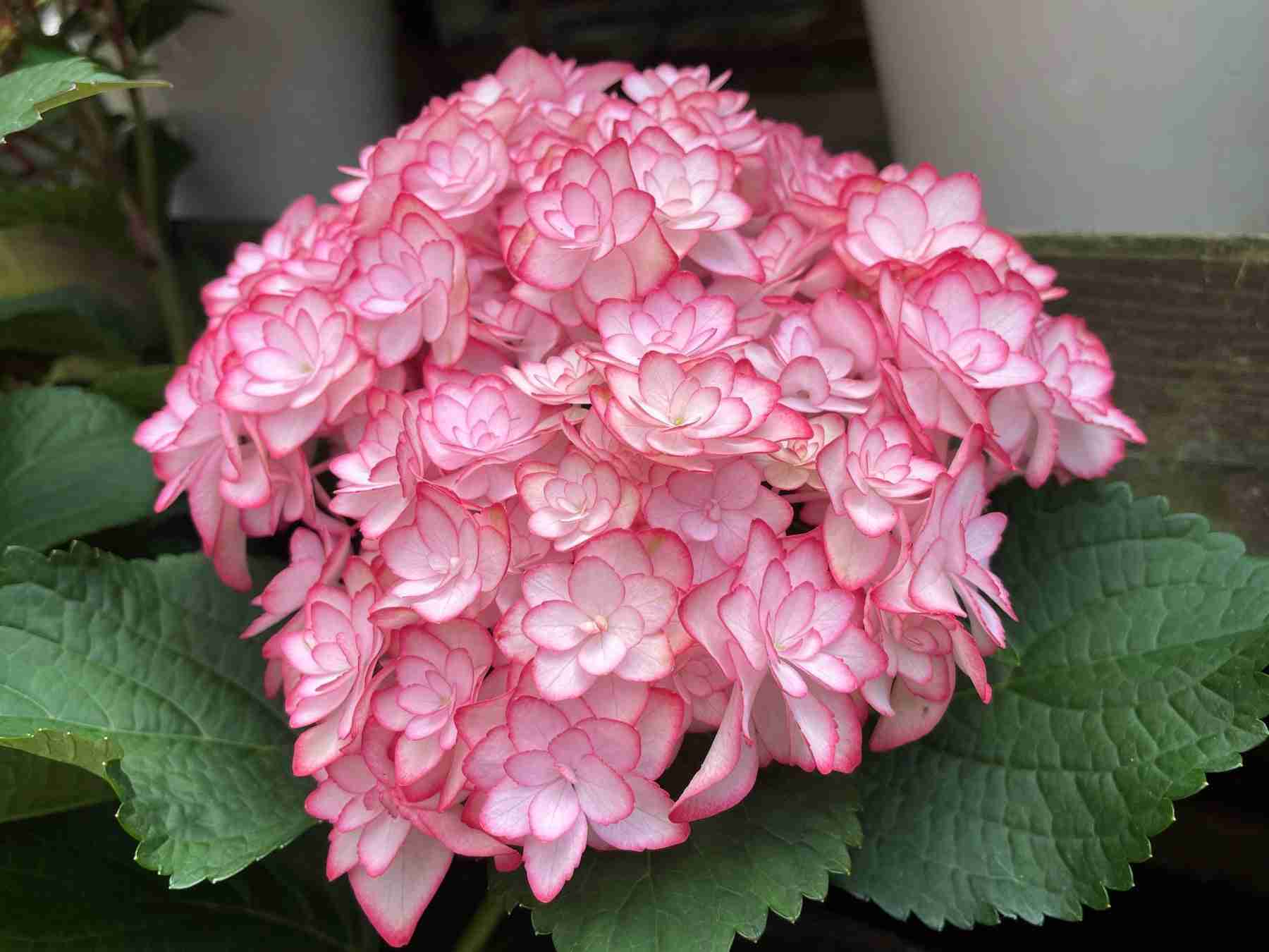 素敵な紫陽花の品種を教えて下さい。