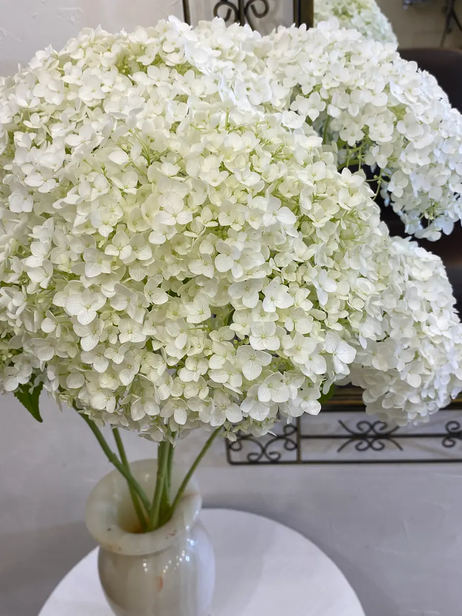 素敵な紫陽花の品種を教えて下さい。