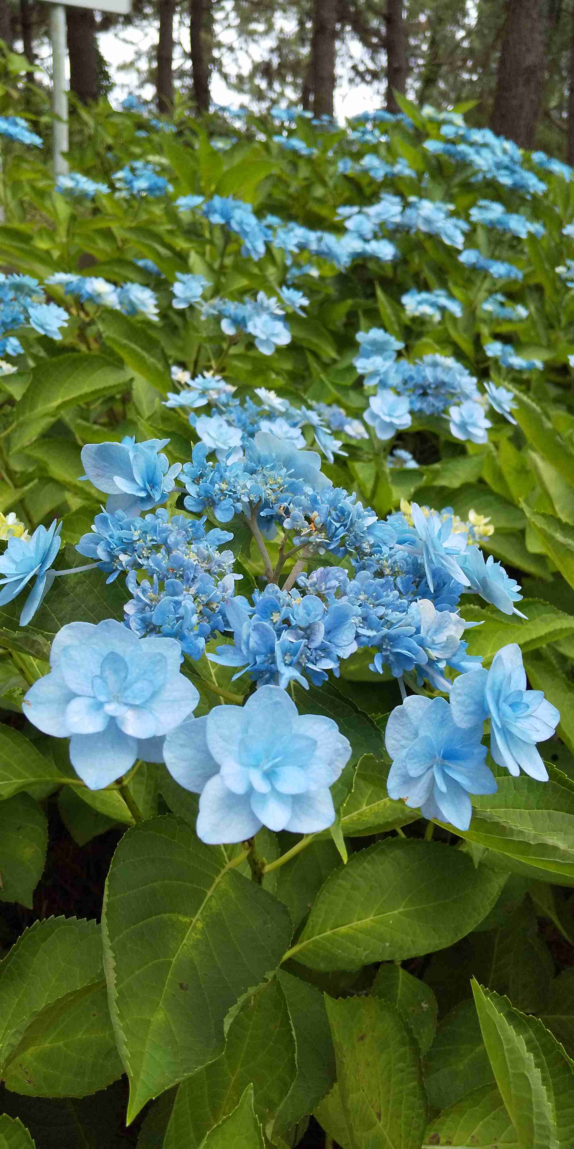 素敵な紫陽花の品種を教えて下さい。