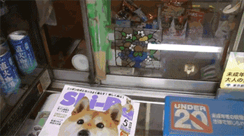 「用がなくてもつい…」保護猫3匹が店番の書店、客絶えず 大阪
