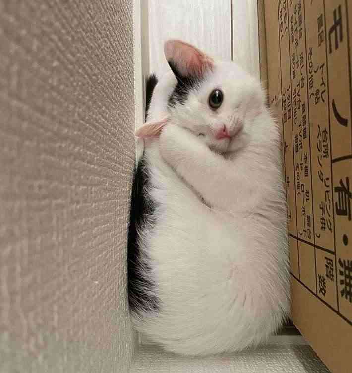 一目であざといと思わせてください