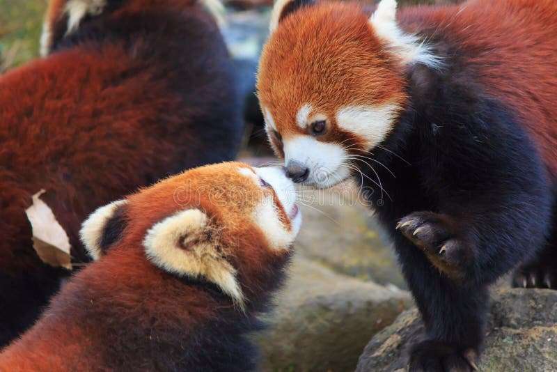 キスしたことある人