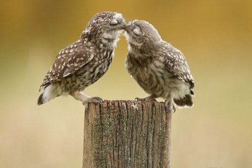キスしたことある人