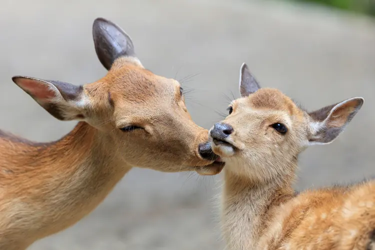 キスしたことある人