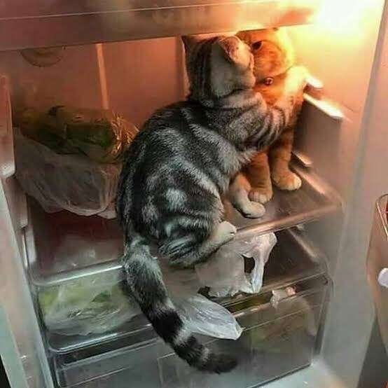 キスしたことある人
