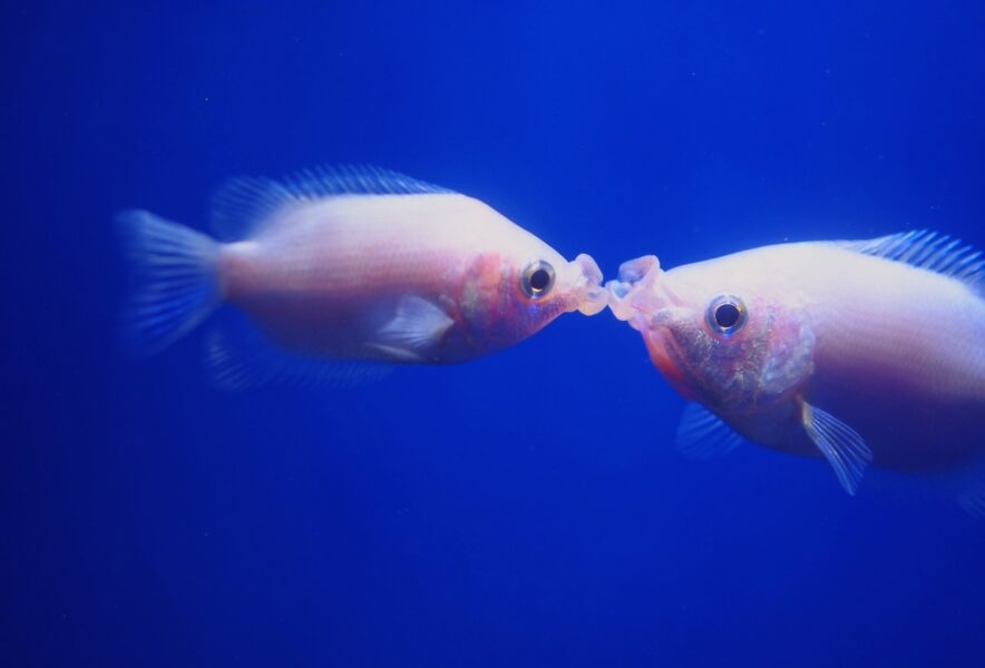 キスしたことある人