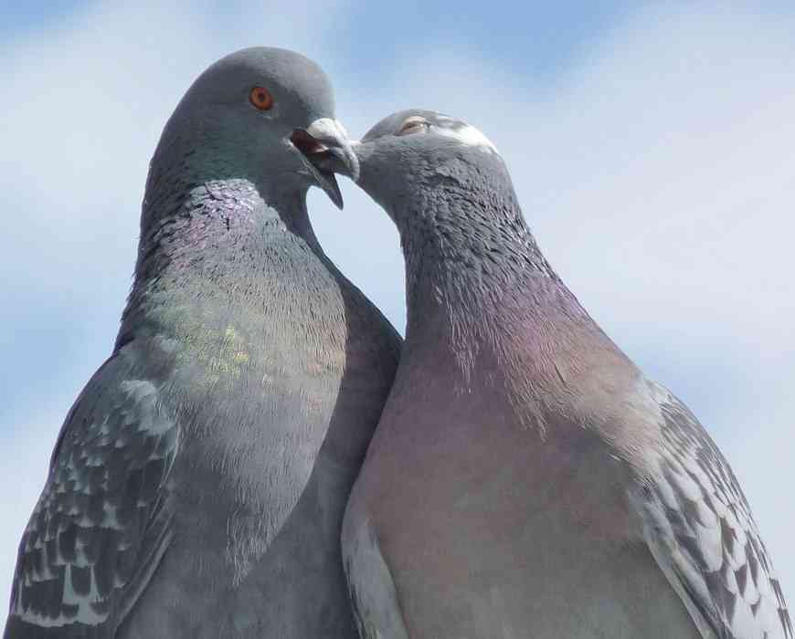 キスしたことある人
